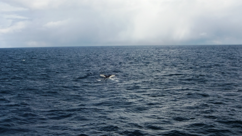 baleines_a_bosse_humpback_whales